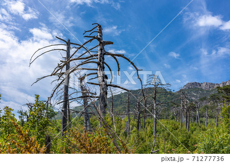 Green trees and a old dry tree on the mountainside. Green trees and a old dry tree on the mountainside. 71277736