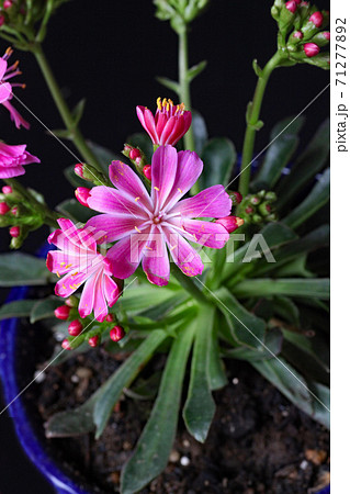 レウィシア レウィシア 71277892