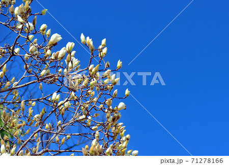 蕾がふくらんだハクモクレン 蕾がふくらんだハクモクレン 71278166