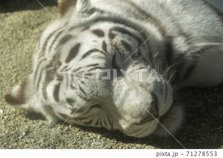 東武動物公園のホワイトタイガーの写真素材