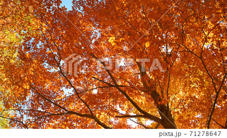 見上げる紅葉 71278647