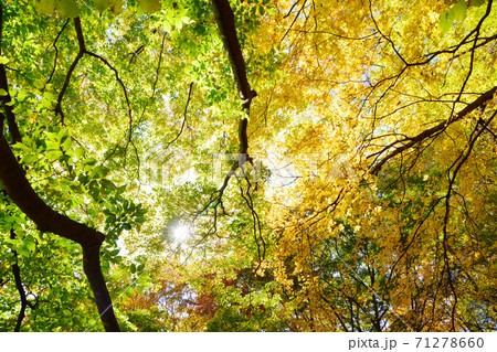 紅葉 緑と黄色 紅葉 緑と黄色 71278660