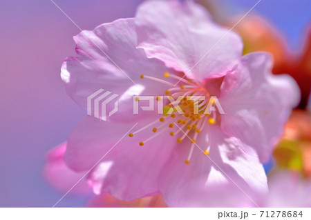 満開の河津桜 71278684