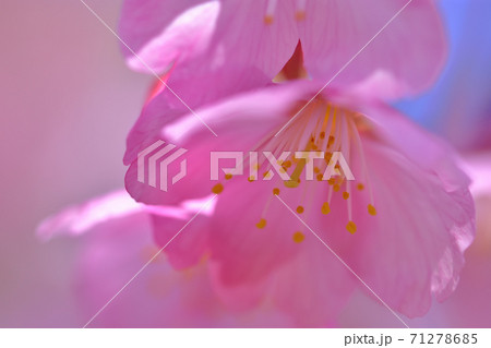 満開の河津桜 満開の河津桜 71278685