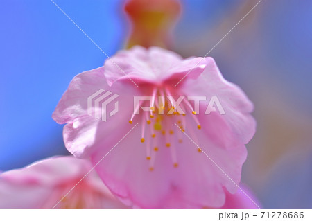 満開の河津桜 満開の河津桜 71278686