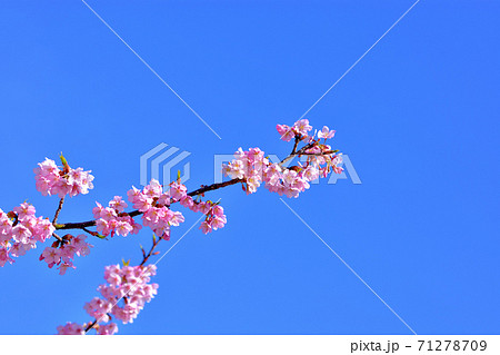 満開の河津桜 71278709