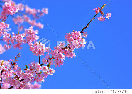 満開の河津桜 満開の河津桜 71278710