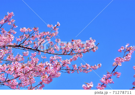 満開の河津桜 満開の河津桜 71278711