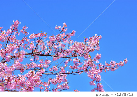 満開の河津桜 満開の河津桜 71278712