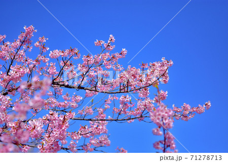 満開の河津桜 満開の河津桜 71278713