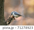 野鳥のゴジュウカラがエサをついばんでいる 71278923
