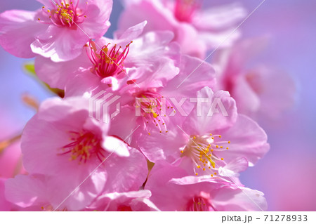 満開の河津桜 71278933