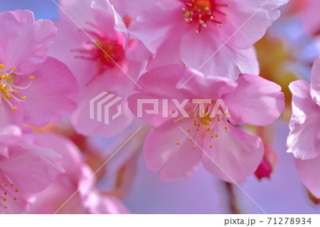 満開の河津桜 71278934