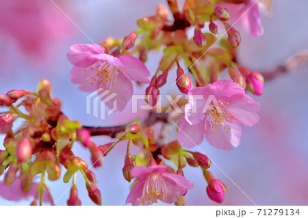 満開の河津桜 71279134