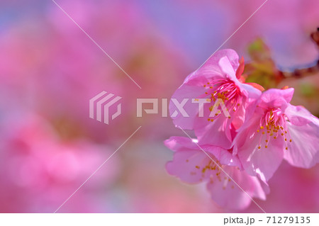 満開の河津桜 満開の河津桜 71279135