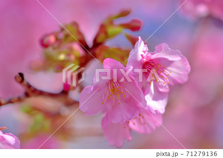 満開の河津桜 71279136