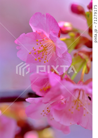 満開の河津桜 満開の河津桜 71279175