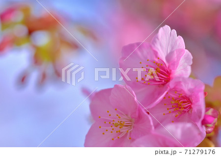 満開の河津桜 満開の河津桜 71279176