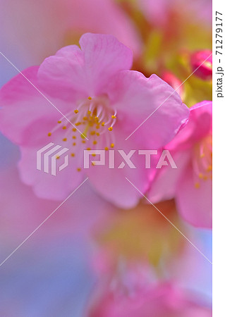 満開の河津桜 71279177