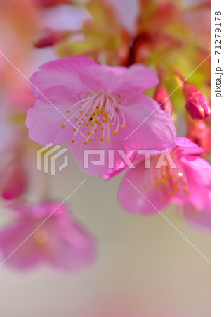 満開の河津桜 71279178
