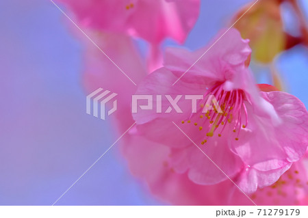 満開の河津桜 満開の河津桜 71279179