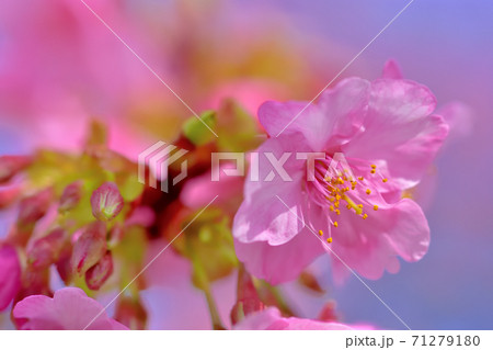 満開の河津桜 満開の河津桜 71279180