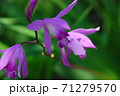 蘭 71279570