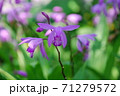 蘭 71279572