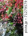 紅葉と川 71279579