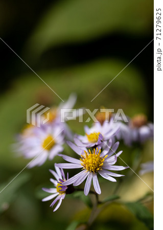 ノギクの花のクローズアップ 71279625