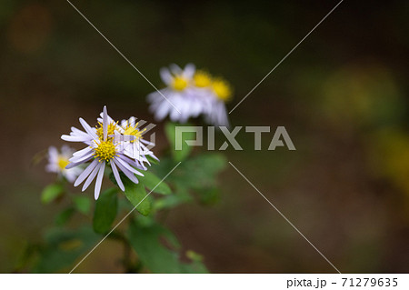 ノギクの花のクローズアップ 71279635