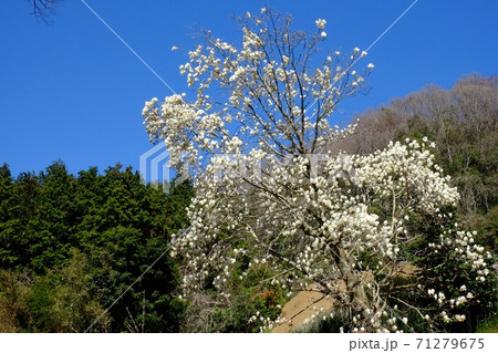 青空の山に咲く白モクレン 【相模原市津久井 4月】 青空の山に咲く白モクレン 【相模原市津久井 4月】 71279675