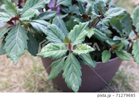 ハンダマ 金時草 水前寺菜 春玉 式部草 キク科ギヌラ属多年草 沖縄野菜 加賀野菜の写真素材