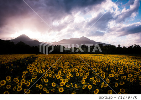 岩手県煙山公園のひまわりと山々の風景 71279770