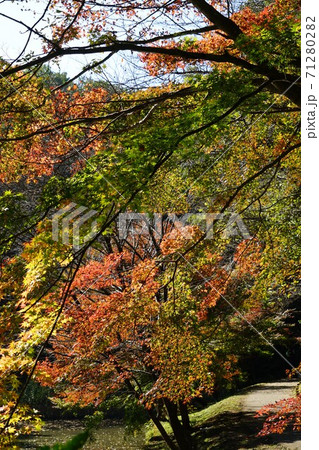 東京都町田市の小山田緑地の紅葉 71280282