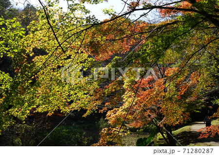 東京都町田市の小山田緑地の紅葉 東京都町田市の小山田緑地の紅葉 71280287