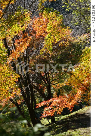 東京都町田市の小山田緑地の紅葉 東京都町田市の小山田緑地の紅葉 71280290