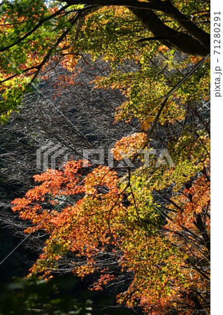 東京都町田市の小山田緑地の紅葉 71280291