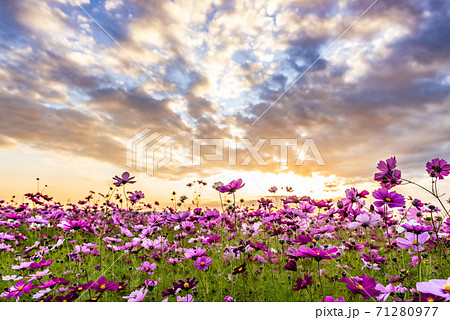 秋桜　秋イメージ　コスモス畑　夕景　兵庫県小野市　ひまわりの丘公園 71280977