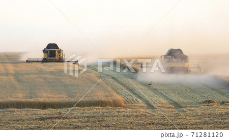 The harvester is harvesting wheat in the field. grain preparation. agronomy and agriculture. 71281120