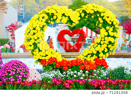 菊人形のハート型の菊 71281308