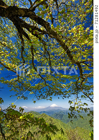 丹沢・鍋割山の新緑と富士山 71281492