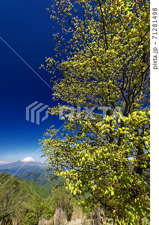 丹沢・鍋割山の新緑と富士山 71281498