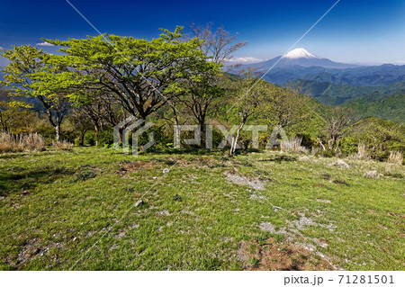 丹沢・鍋割山の新緑と富士山 71281501