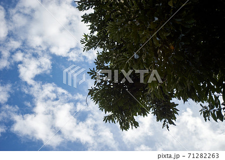 大空 木陰 枝 葉の写真素材