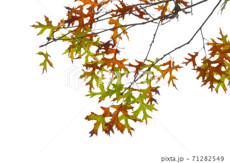 葉の形がユニークなピンオーク（アメリカガシワ）の紅葉 71282549