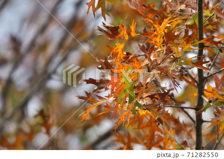 ピンオーク（アメリカガシワ）の紅葉　葉の形がユニーク 71282550