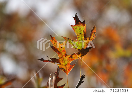 ピンオーク(アメリカガシワ)の紅葉 葉の形がユニーク ピンオーク(アメリカガシワ)の紅葉 葉の形がユニーク 71282553