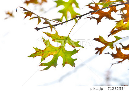 葉の形がユニークなピンオーク（アメリカガシワ）の紅葉 71282554