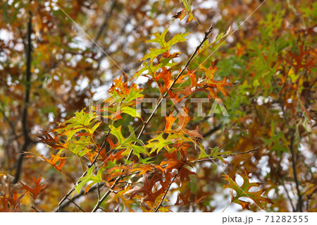 ピンオーク（アメリカガシワ）の紅葉　葉の形がユニーク 71282555